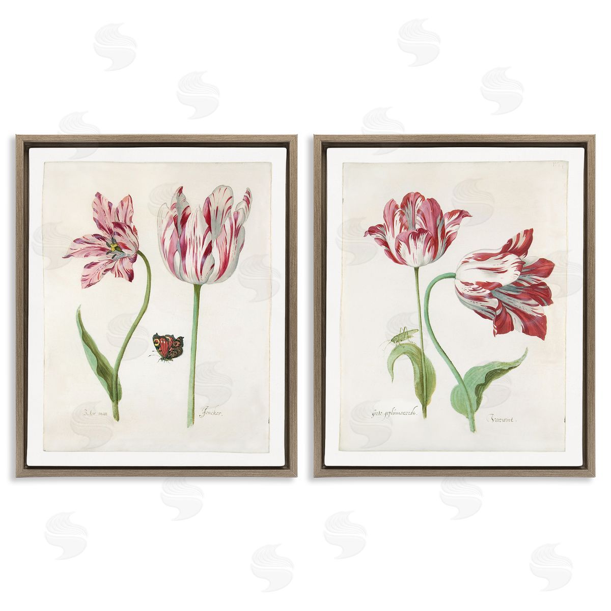 Jacob Marrel Vintage Tulip & Insect Studies Brown Floating Frame Canvas Wall Art Print