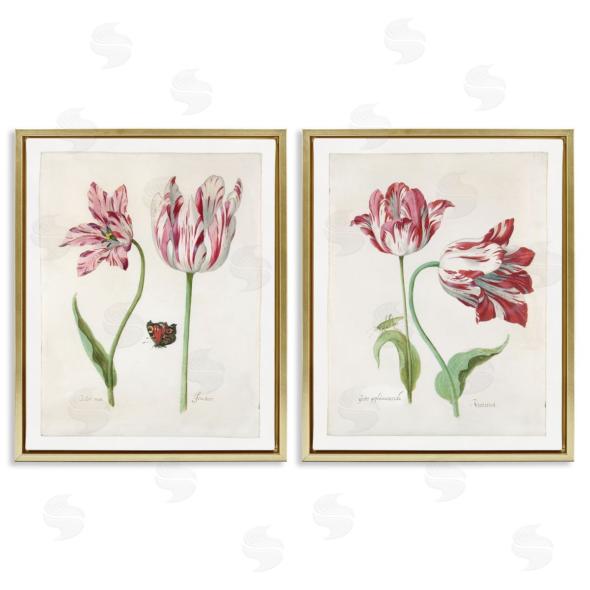 Jacob Marrel Vintage Tulip & Insect Studies Gold Floating Frame Canvas Wall Art Print