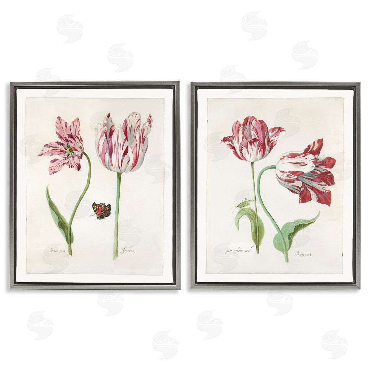 Jacob Marrel Vintage Tulip & Insect Studies Gray Floating Frame Canvas Wall Art Print