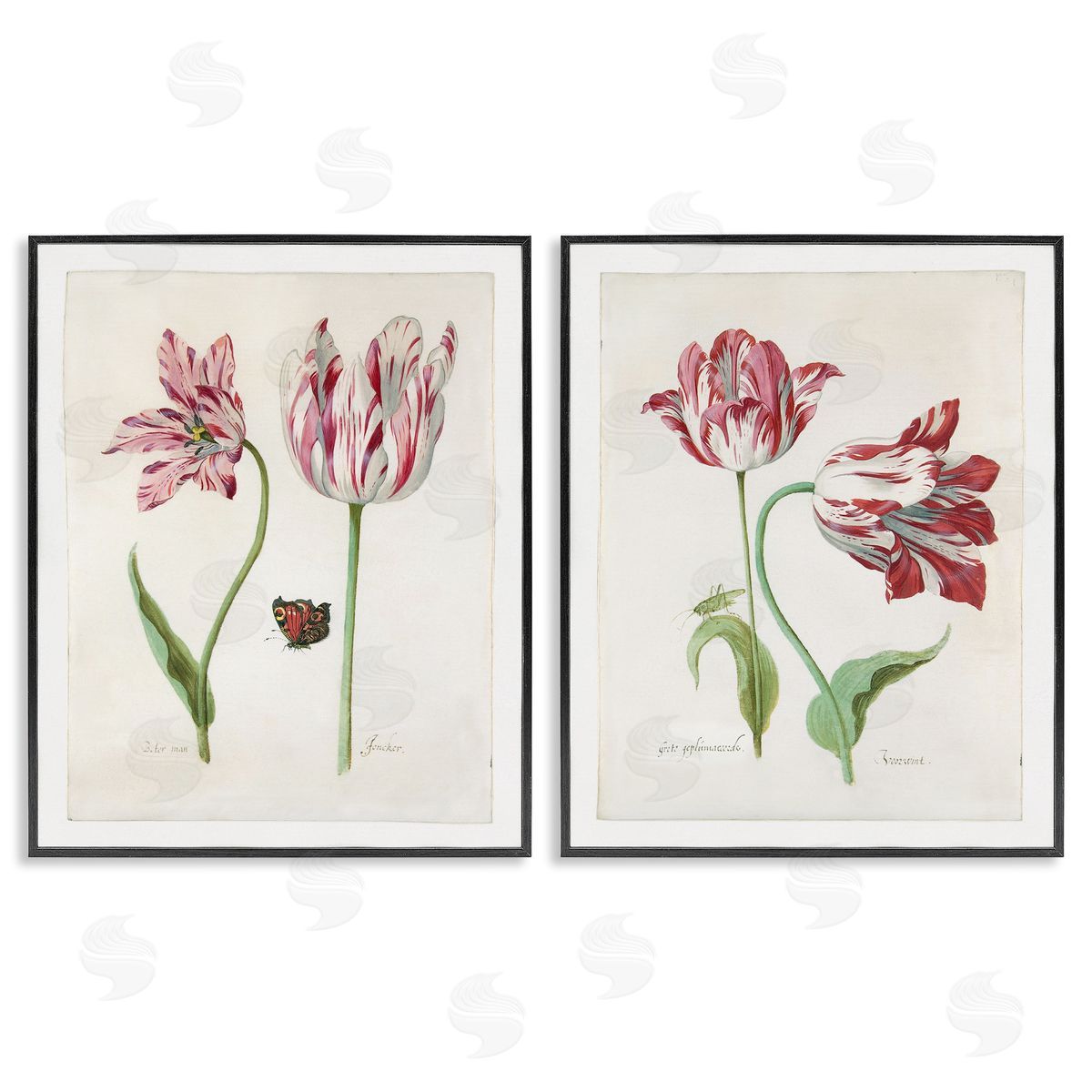 Jacob Marrel Vintage Tulip & Insect Studies Black Framed Giclee Wall Art Print