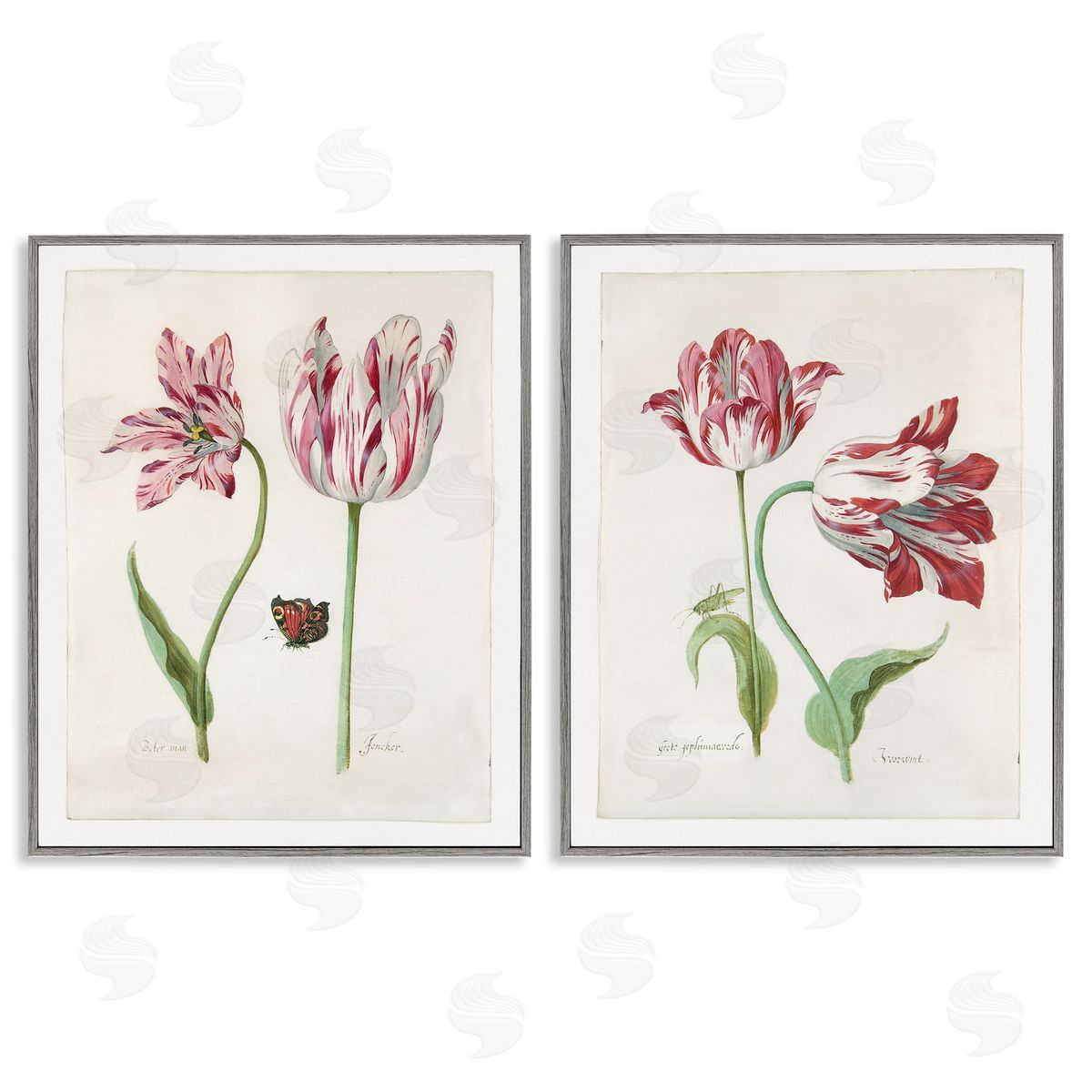Jacob Marrel Vintage Tulip & Insect Studies Gray Framed Giclee Wall Art Print