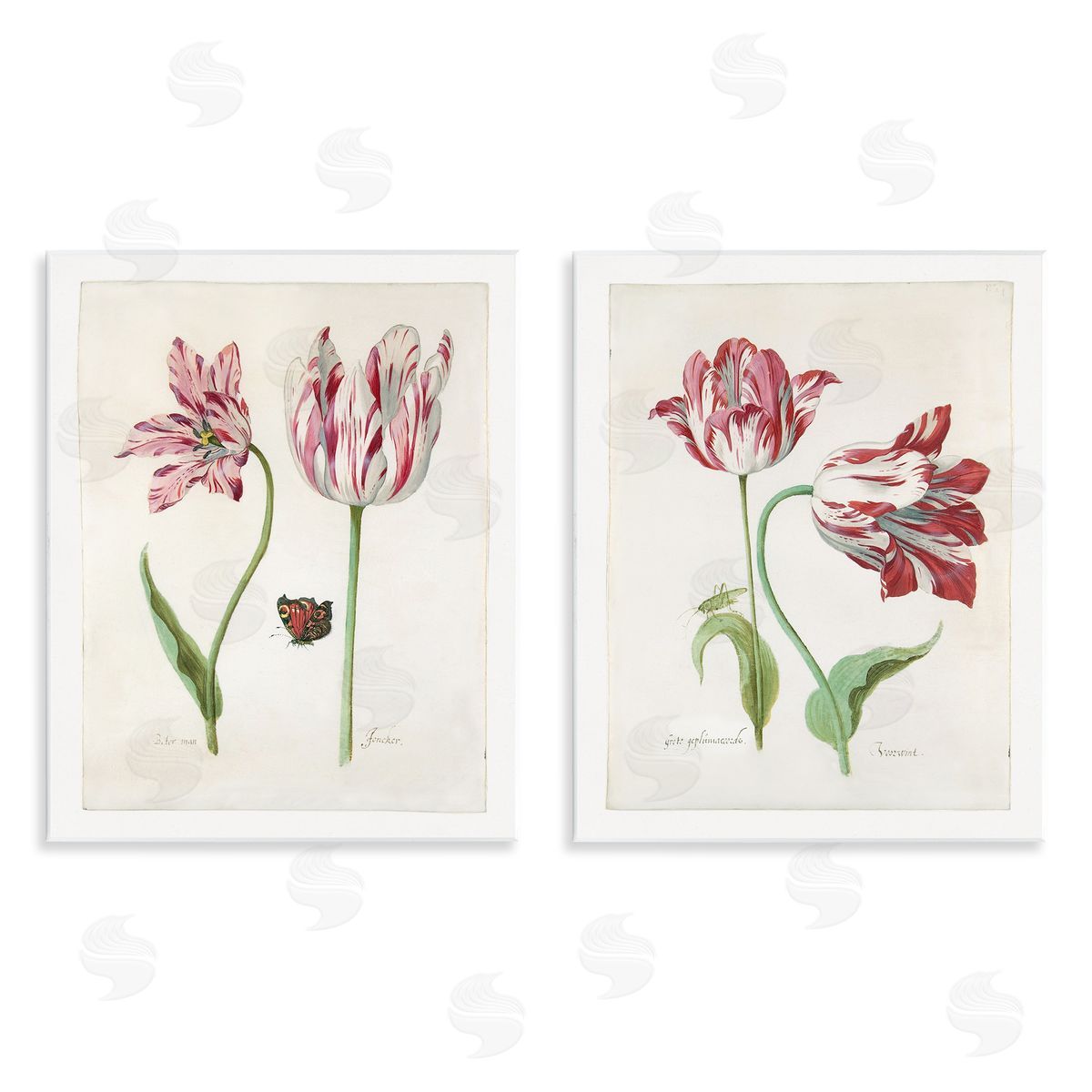 Jacob Marrel Vintage Tulip & Insect Studies Wooden Wall Plaque Art Print