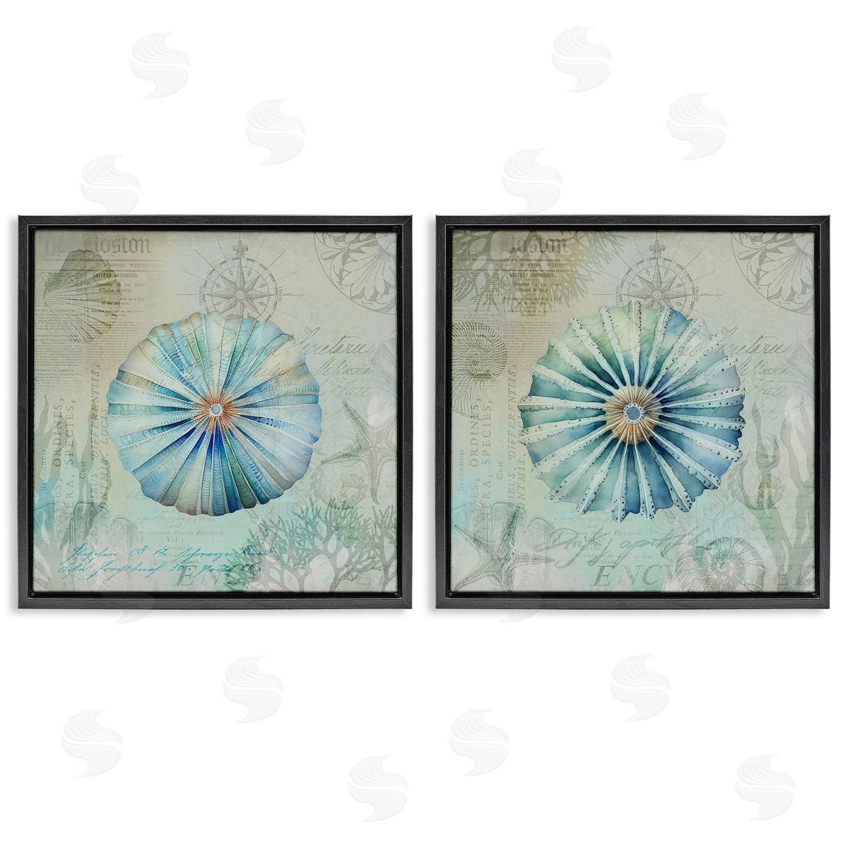 Vintage Blue Sea Urchins Black Floating Frame Canvas Wall Art, Home Decor by Andrea Haase