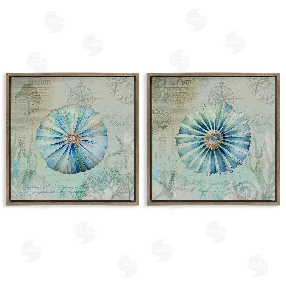 Vintage Blue Sea Urchins Brown Floating Frame Canvas Wall Art, Home Decor by Andrea Haase