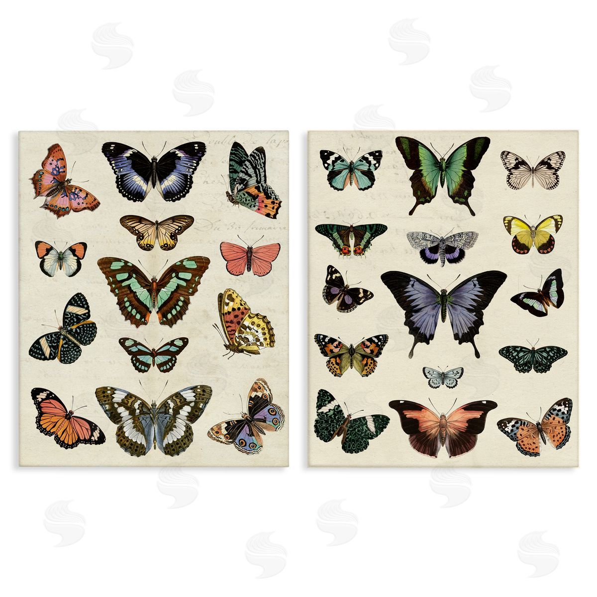Antique Butterfly Collection Canvas Wall Art, Home Decor by Susan Arnot