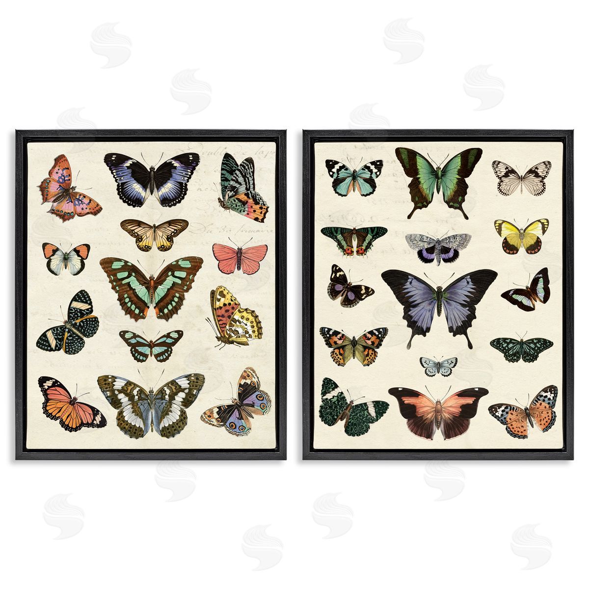 Antique Butterfly Collection Black Floating Frame Canvas Wall Art, Home Decor by Susan Arnot