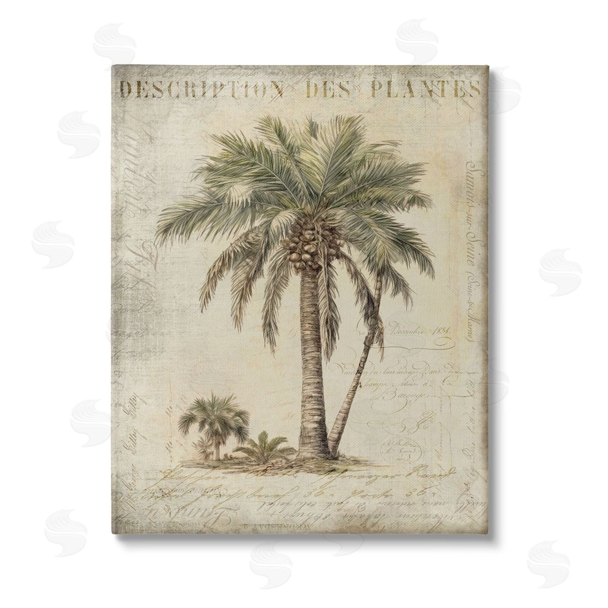 Andrea Haase Vintage Palm Tree Study Canvas Wall Art Print