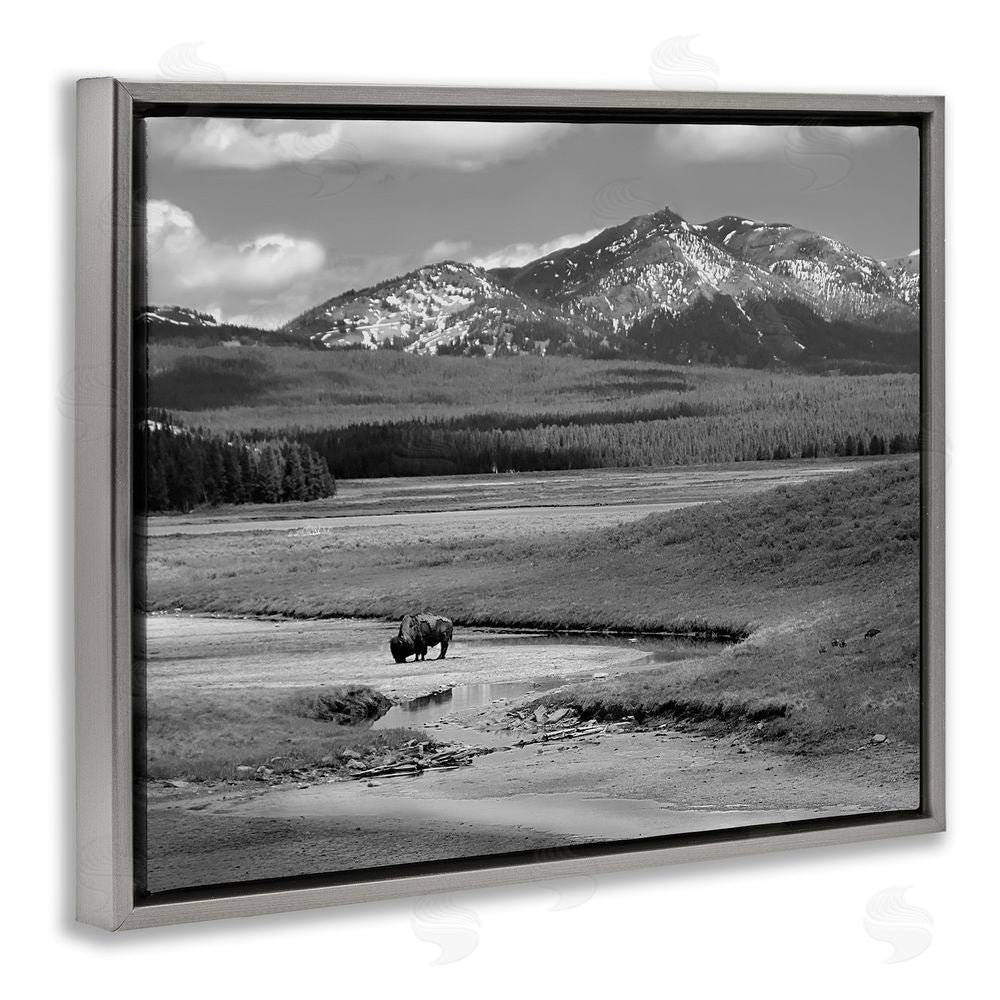 Steve Toole Bison in Mountain Scene Gray Floating Frame Canvas Wall Art Print
