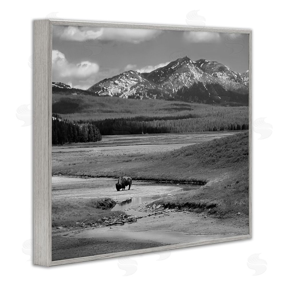 Steve Toole Bison in Mountain Scene Gray Framed Giclee Wall Art Print