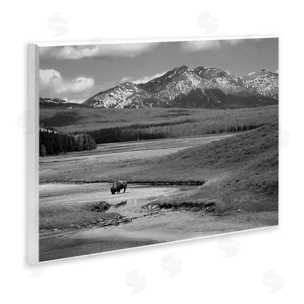 Steve Toole Bison in Mountain Scene Wooden Wall Plaque Art Print