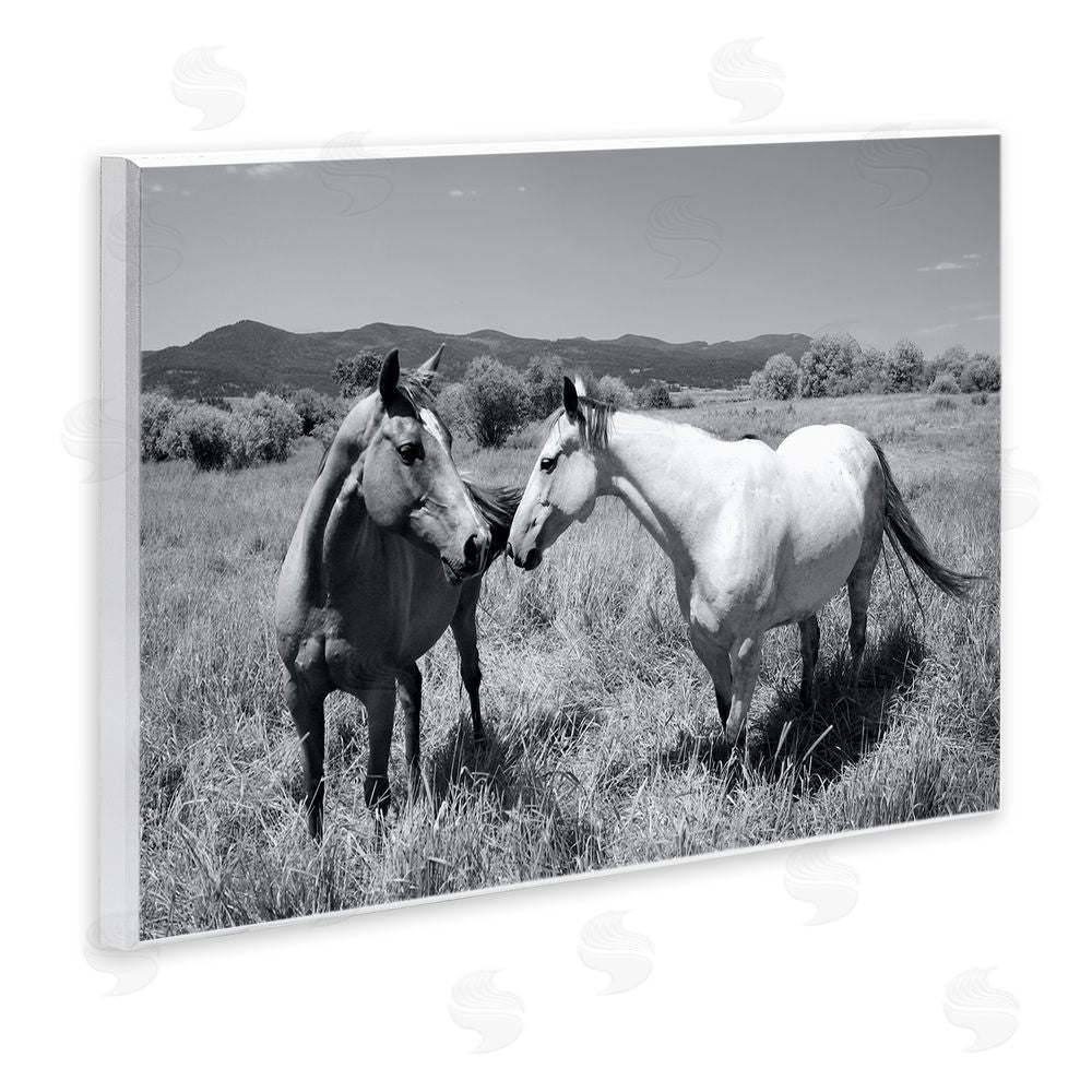 Steve Toole Two Horses Photography Wooden Wall Plaque Art Print