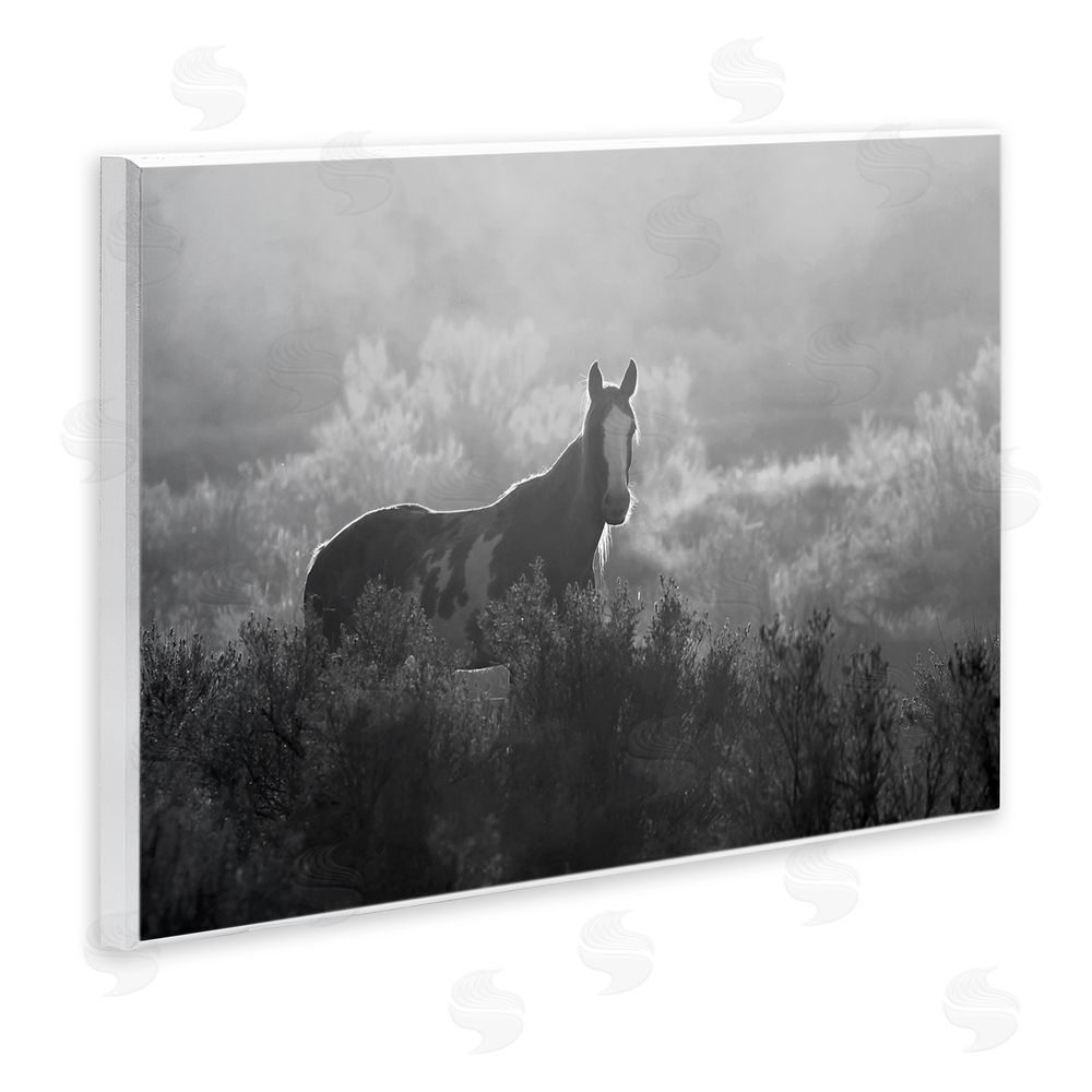 Steve Toole Horse in Nature Trees Wooden Wall Plaque Art Print