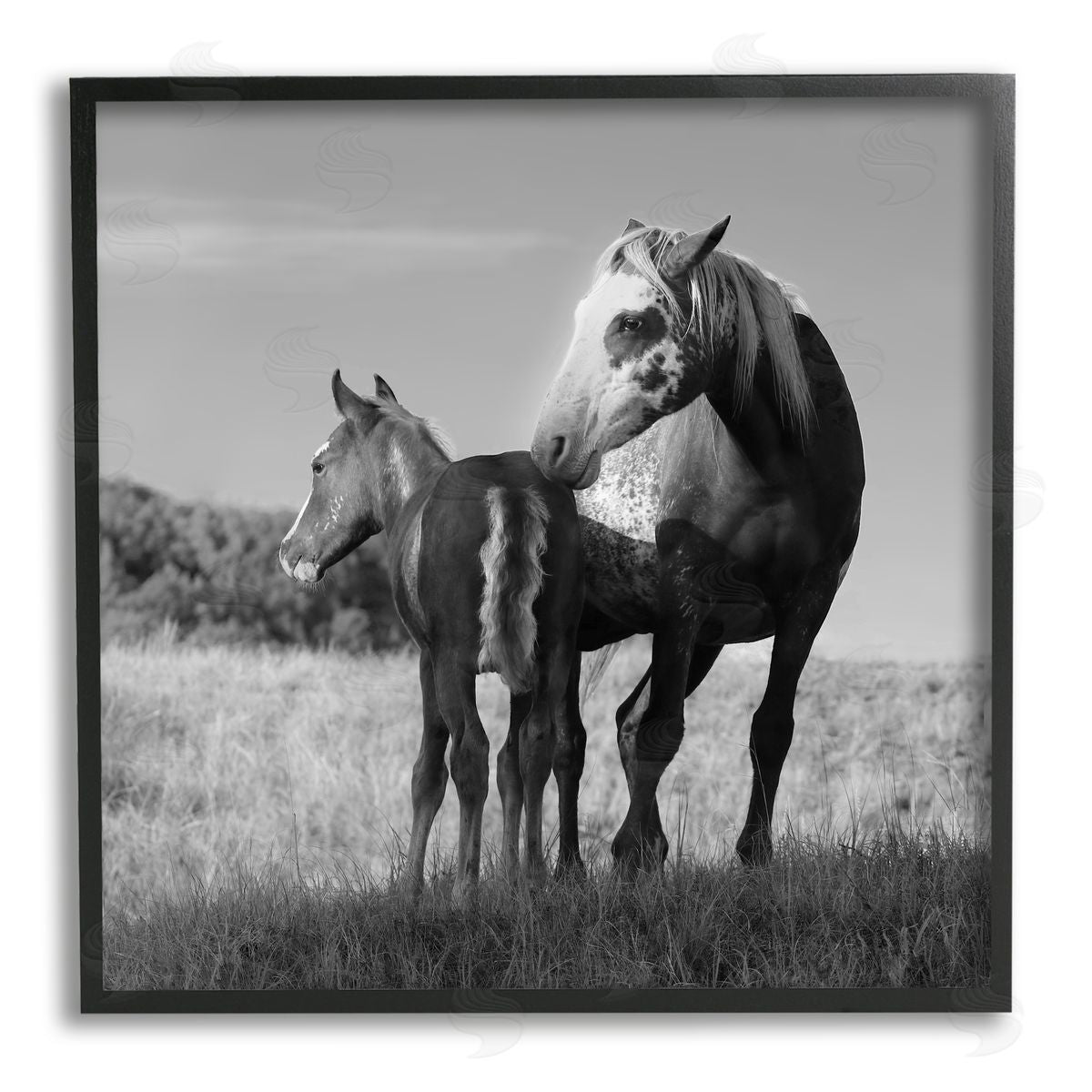 Steve Toole Horse & Foal Photography Black Framed Giclee Wall Artside_