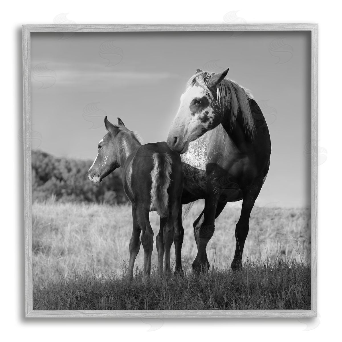 Steve Toole Horse & Foal Photography Gray Framed Giclee Wall Artside_