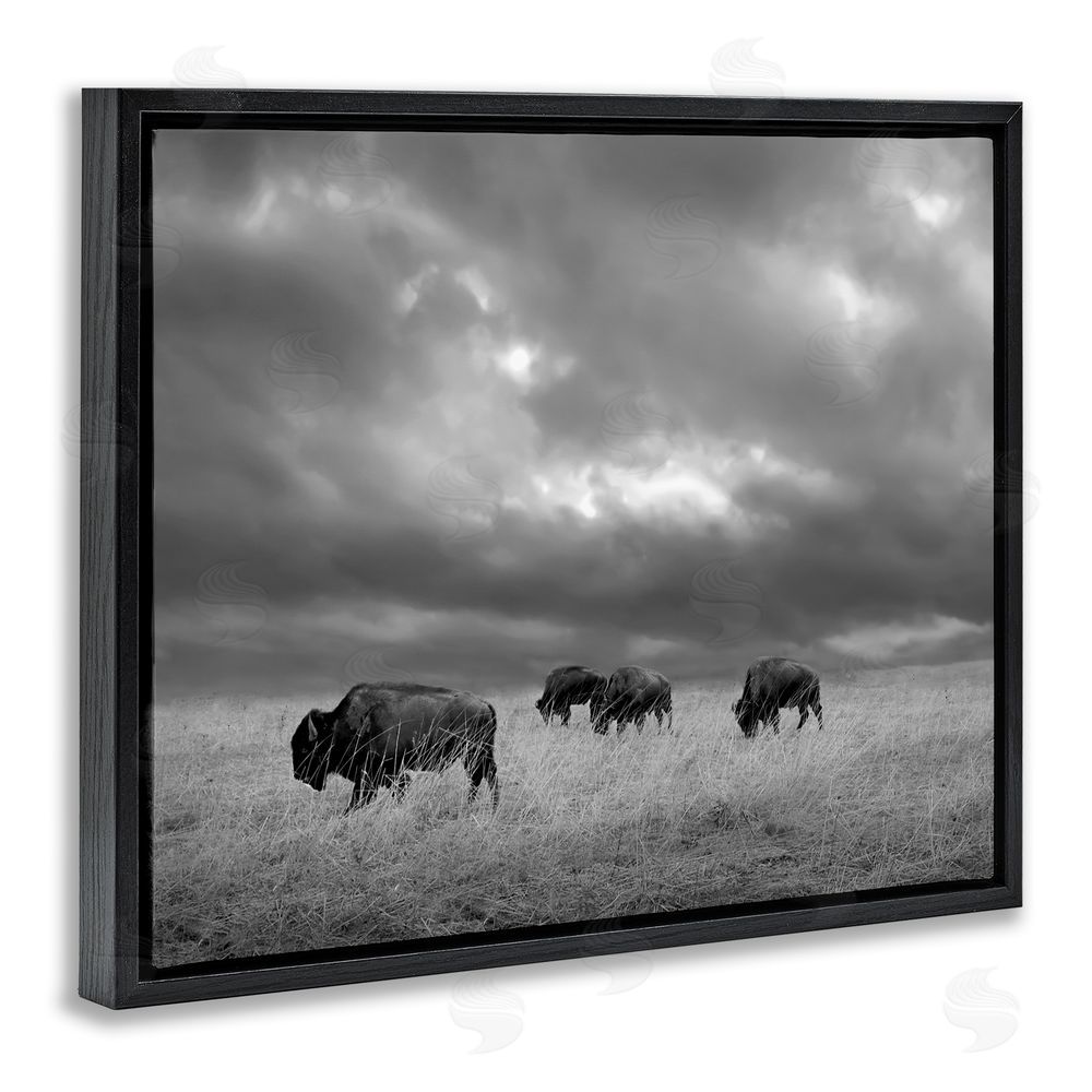 Steve Toole Bison in Cloudy Field Black Floating Frame Canvas Wall Art Print
