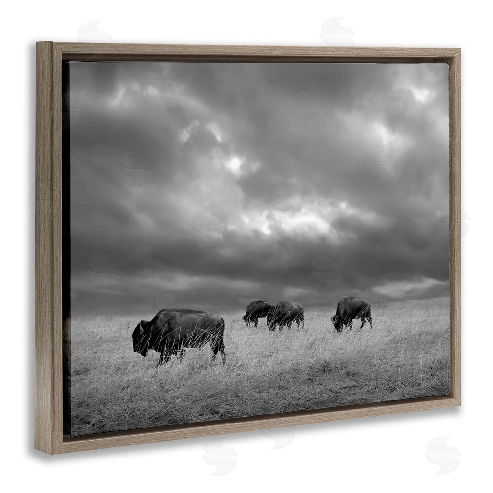Steve Toole Bison in Cloudy Field Brown Floating Frame Canvas Wall Art Print