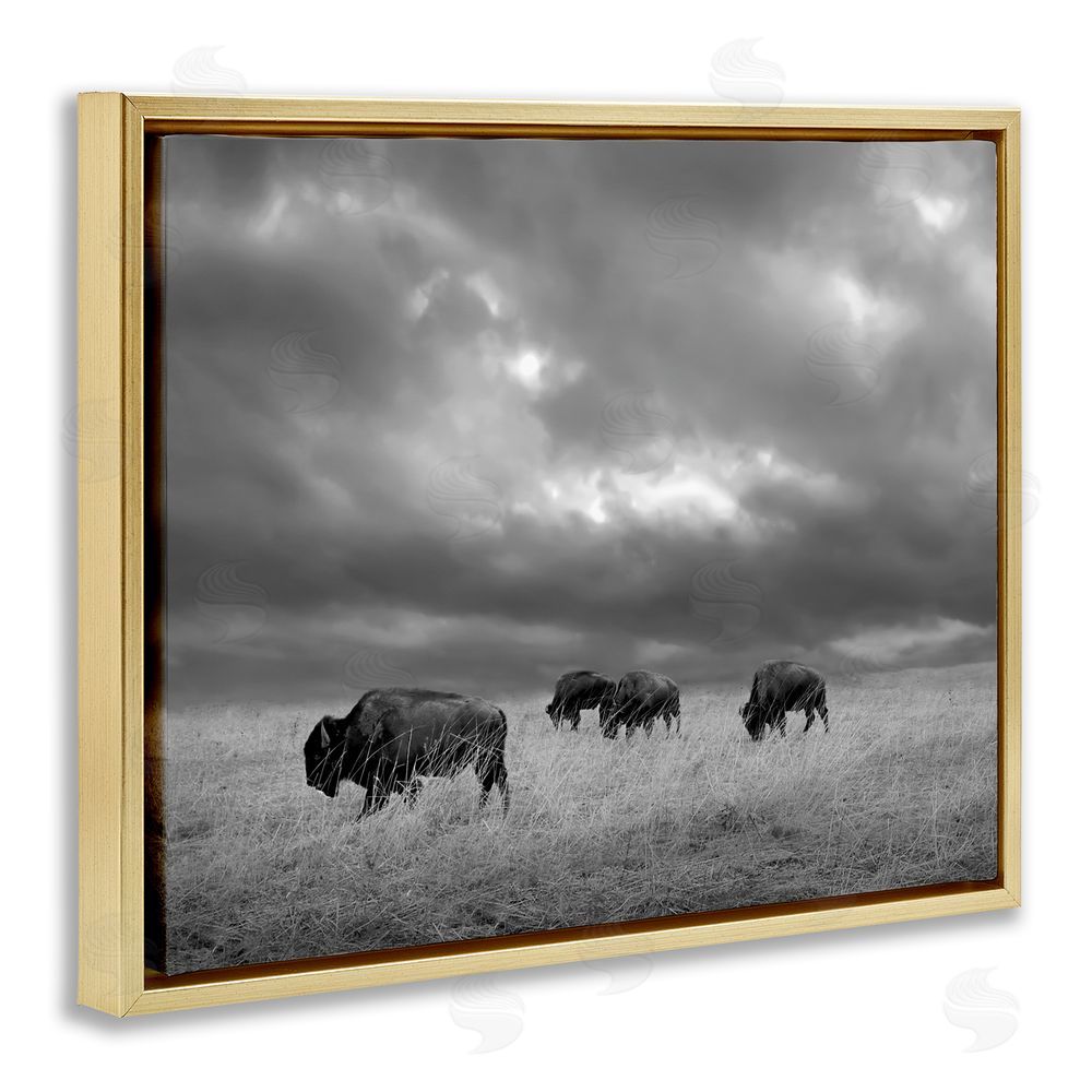 Steve Toole Bison in Cloudy Field Gold Floating Frame Canvas Wall Art Print