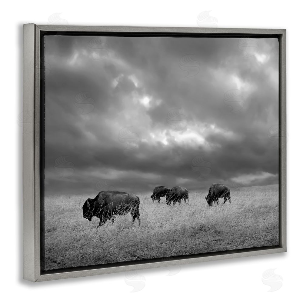 Steve Toole Bison in Cloudy Field Gray Floating Frame Canvas Wall Art Print