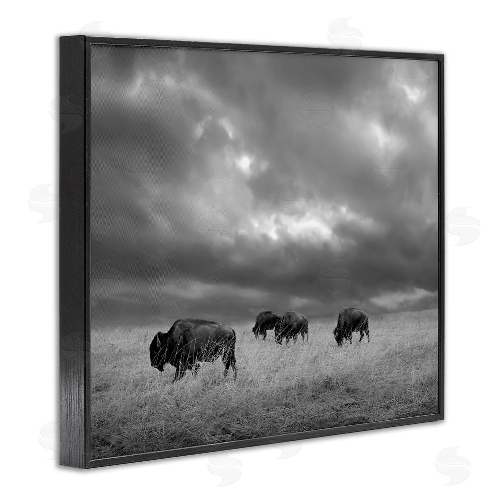 Steve Toole Bison in Cloudy Field Black Framed Giclee Wall Art Print
