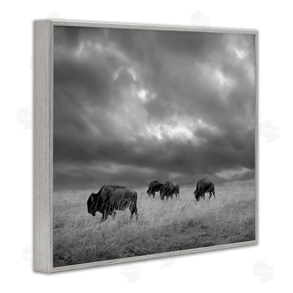 Steve Toole Bison in Cloudy Field Gray Framed Giclee Wall Art Print