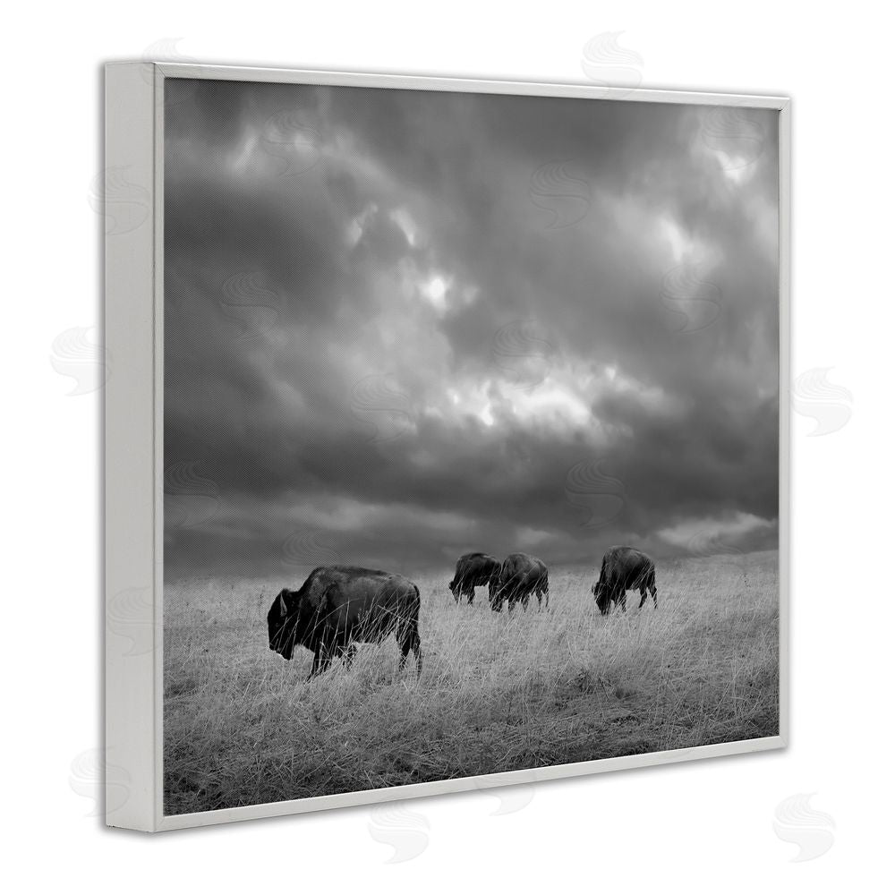 Steve Toole Bison in Cloudy Field White Framed Giclee Wall Art Print