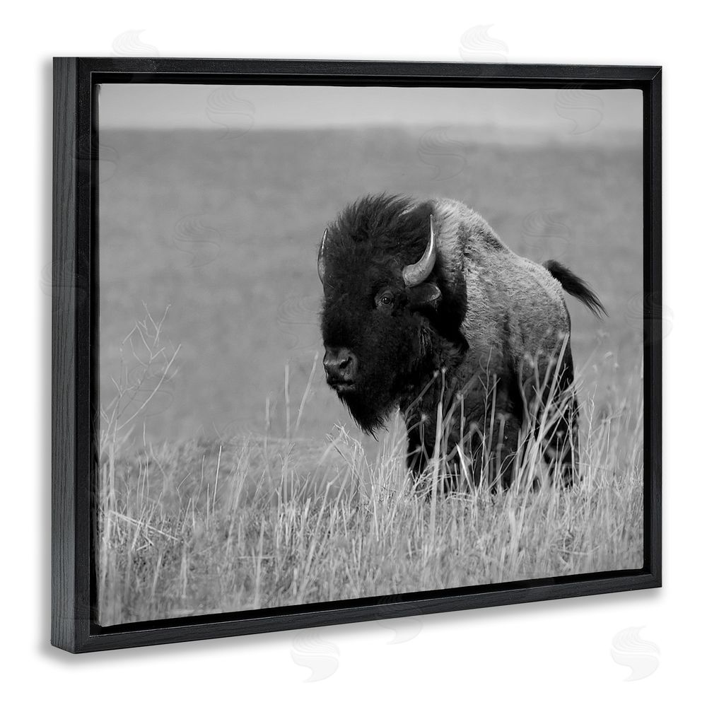 Steve Toole Bison Grazing in Field Black Floating Frame Canvas Wall Art Print