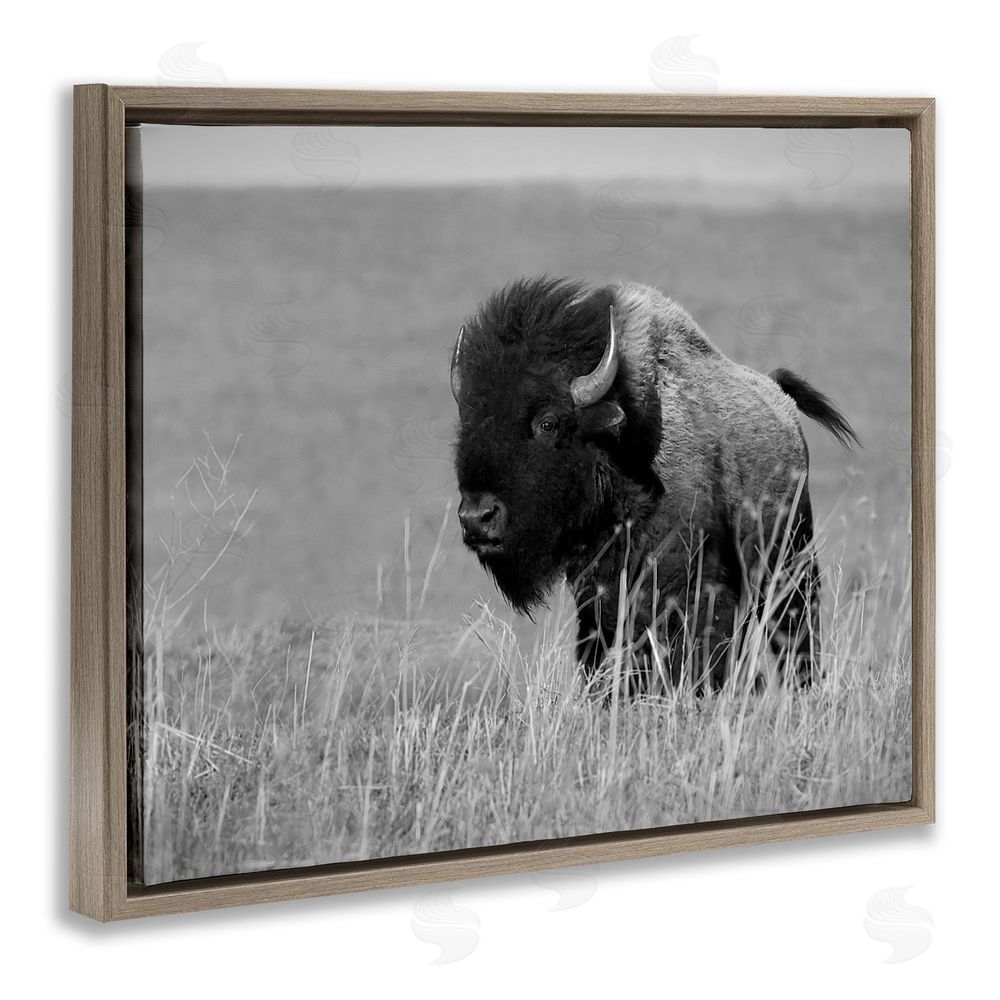 Steve Toole Bison Grazing in Field Brown Floating Frame Canvas Wall Art Print