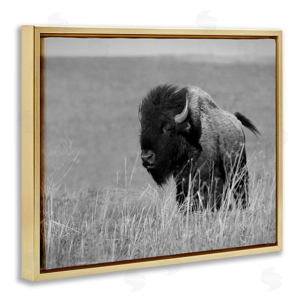 Steve Toole Bison Grazing in Field Gold Floating Frame Canvas Wall Art Print