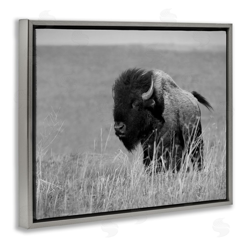 Steve Toole Bison Grazing in Field Gray Floating Frame Canvas Wall Art Print