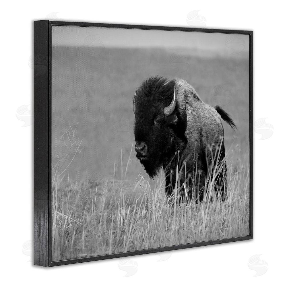 Steve Toole Bison Grazing in Field Black Framed Giclee Wall Art Print