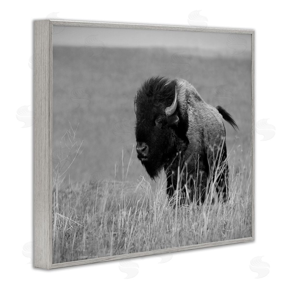 Steve Toole Bison Grazing in Field Gray Framed Giclee Wall Art Print