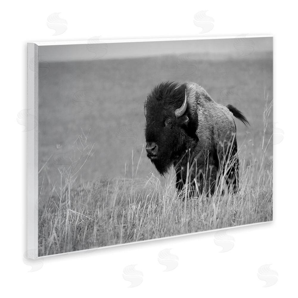 Steve Toole Bison Grazing in Field Wooden Wall Plaque Art Print