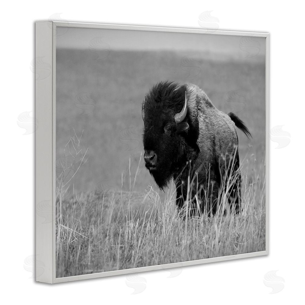 Steve Toole Bison Grazing in Field White Framed Giclee Wall Art Print