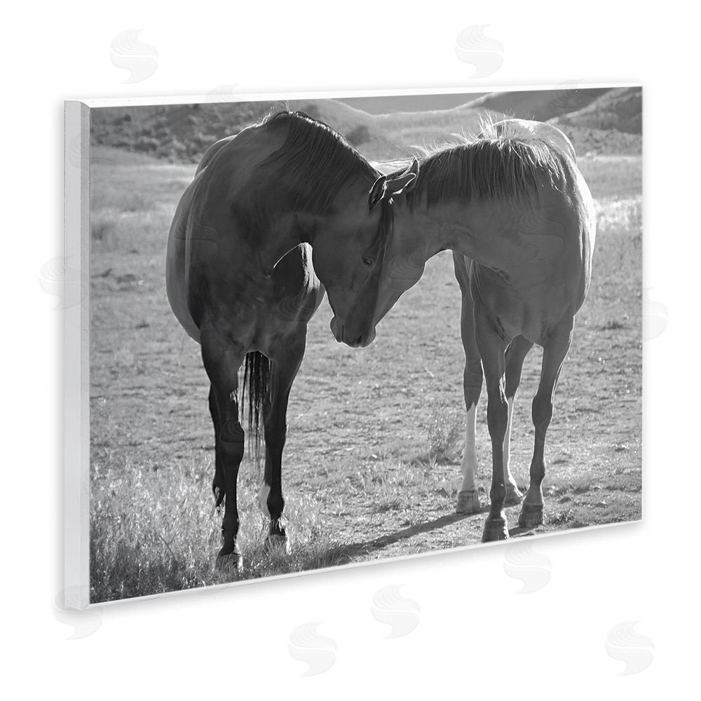 Steve Toole Horses Hugging Photography Wooden Wall Plaque Art Print