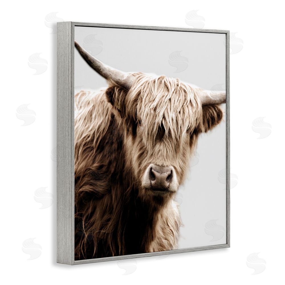 Danita Delimont Wooly Cattle Portrait Gray Framed Giclee Wall Art Print