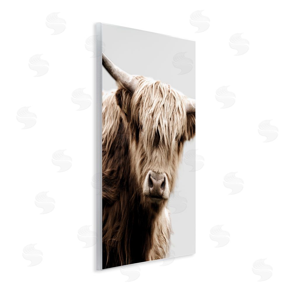 Danita Delimont Wooly Cattle Portrait Wall Plaque Art Print