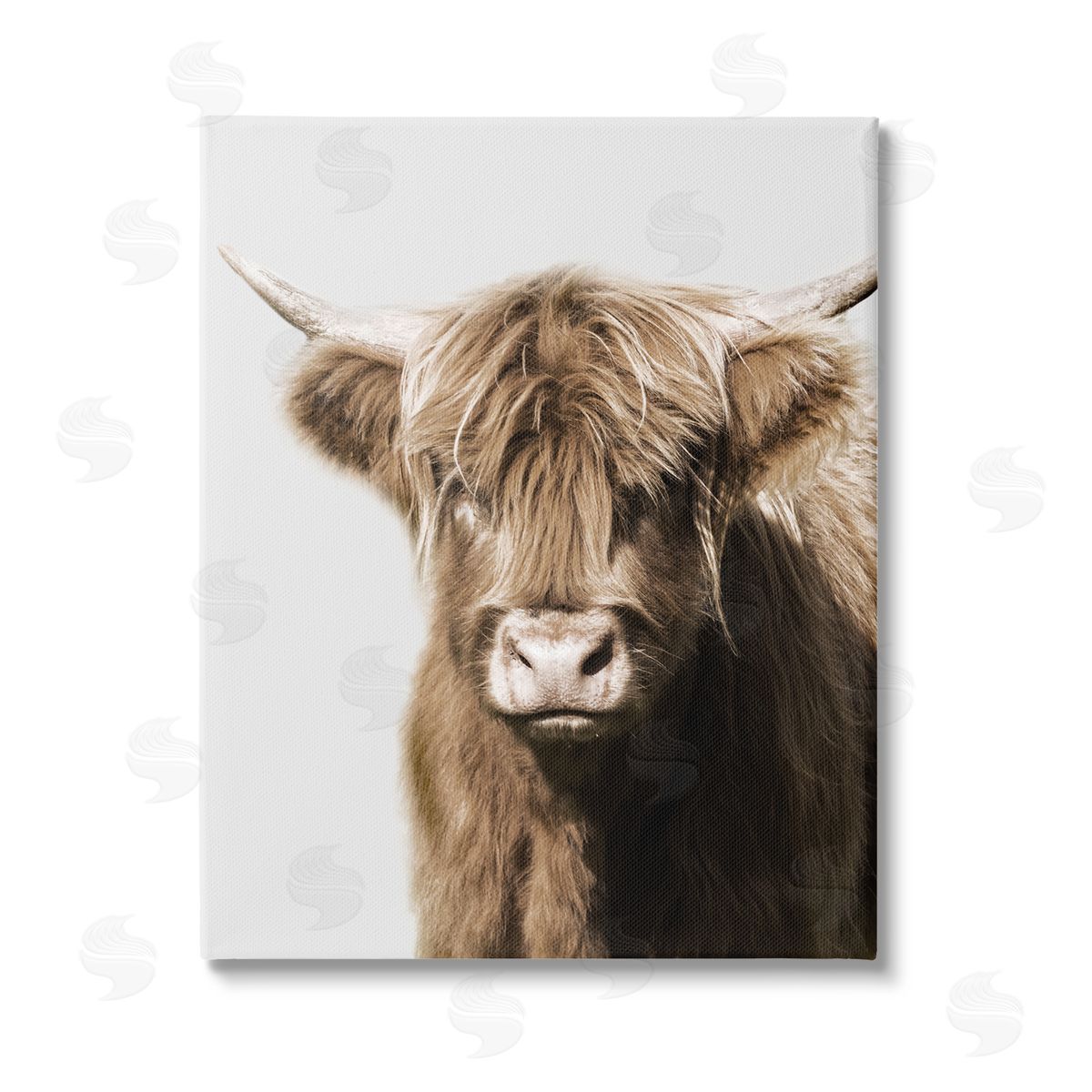 Danita Delimont Highland Cattle Close-Up Stretched Canvas Wall Art Print