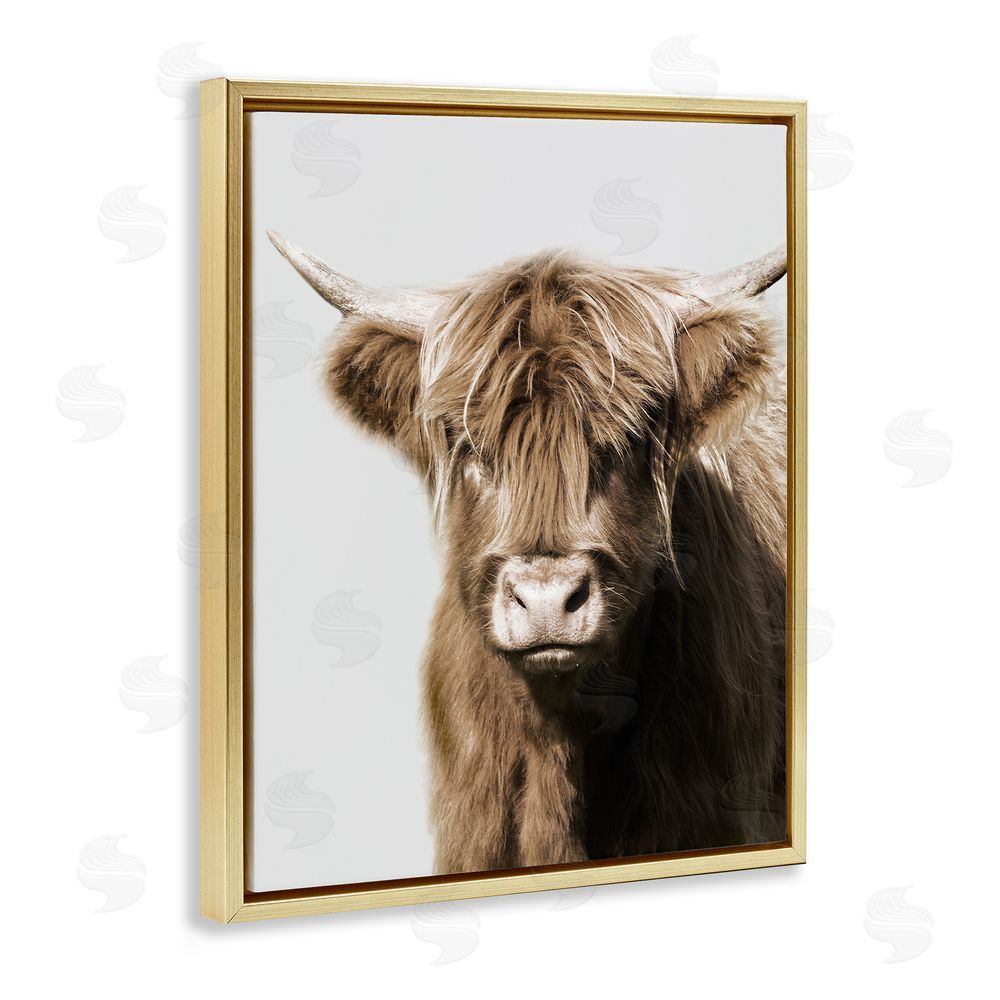 Danita Delimont Highland Cattle Close-Up Gold Floating Frame Canvas Wall Art Print