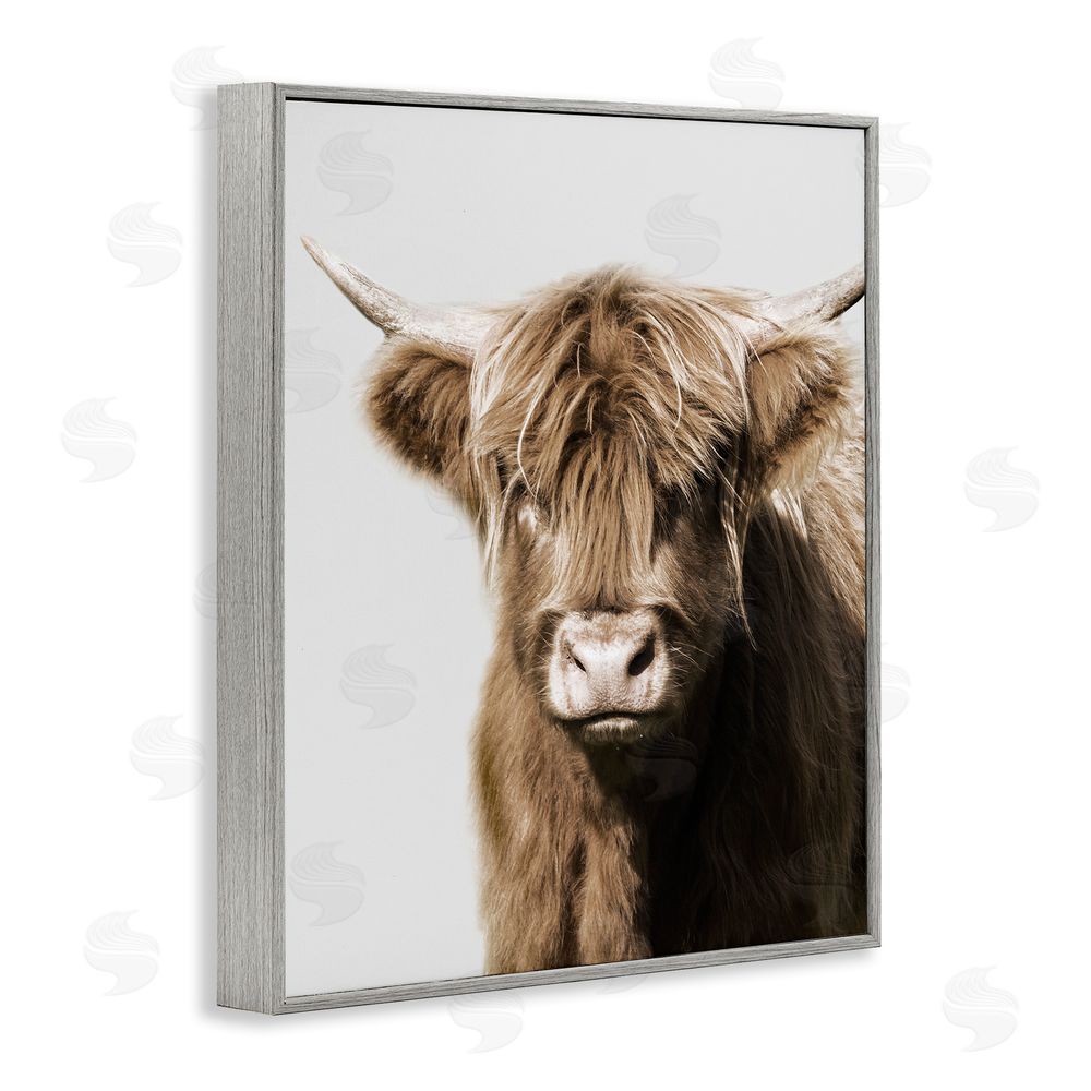 Danita Delimont Highland Cattle Close-Up Gray Framed Giclee Wall Art Print