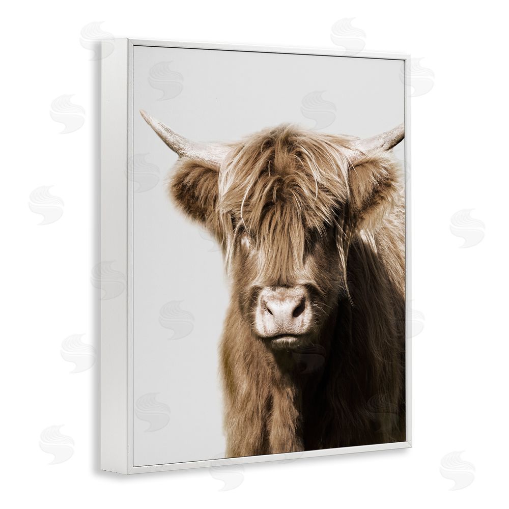 Danita Delimont Highland Cattle Close-Up White Framed Giclee Wall Art Print