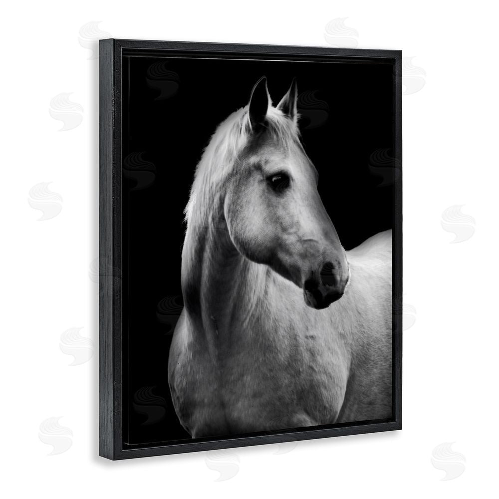 Danita Delimont Horse on Black Portrait Black Floating Frame Canvas Wall Art Print
