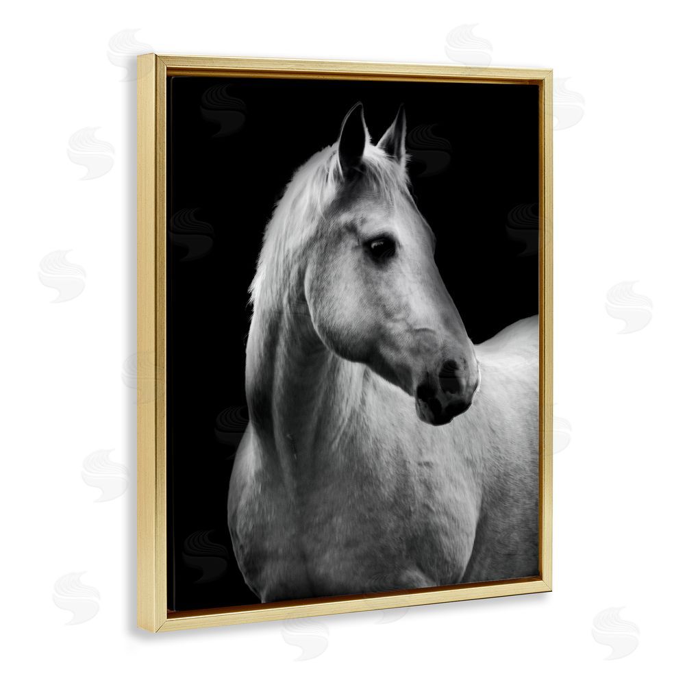 Danita Delimont Horse on Black Portrait Gold Floating Frame Canvas Wall Art Print