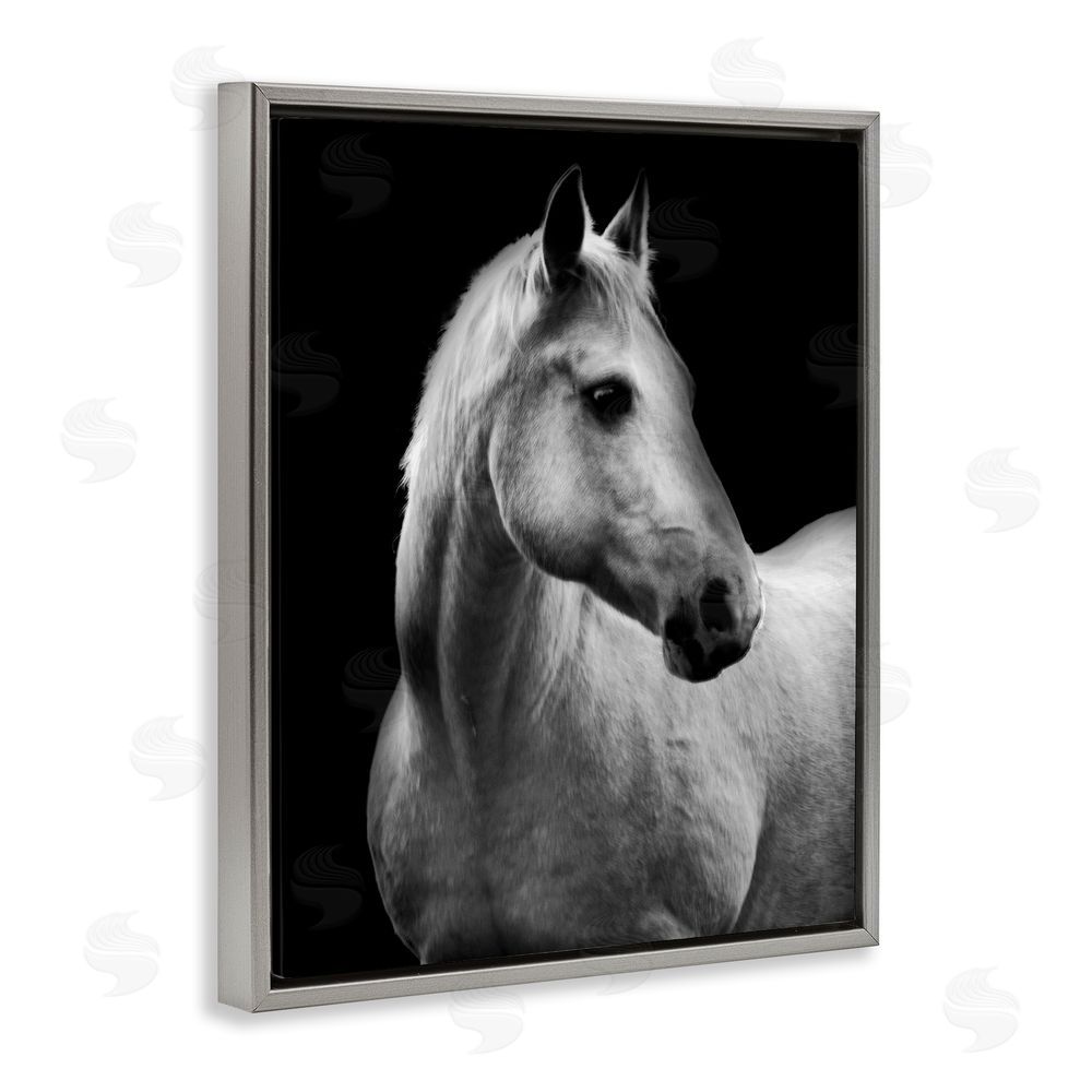 Danita Delimont Horse on Black Portrait Grey Floating Frame Canvas Wall Art Print
