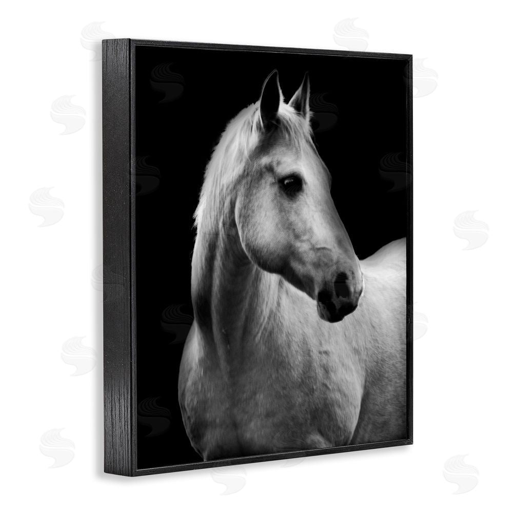 Danita Delimont Horse on Black Portrait Black Framed Giclee Wall Art Print