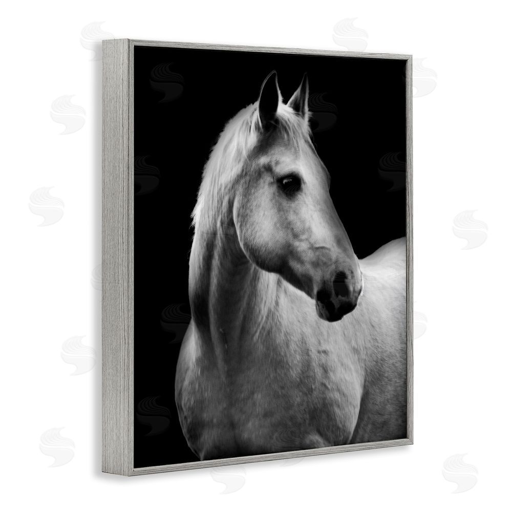 Danita Delimont Horse on Black Portrait Gray Framed Giclee Wall Art Print