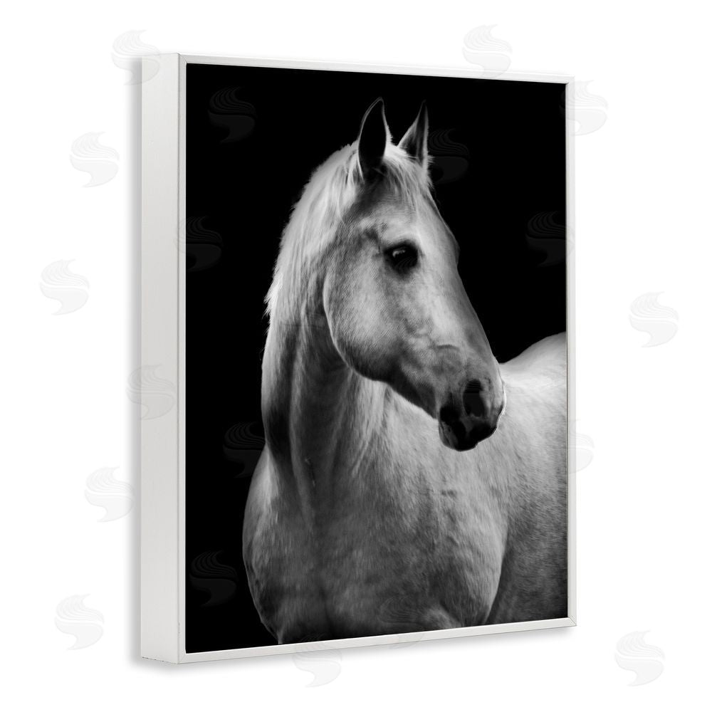 Danita Delimont Horse on Black Portrait White Framed Giclee Wall Art Print