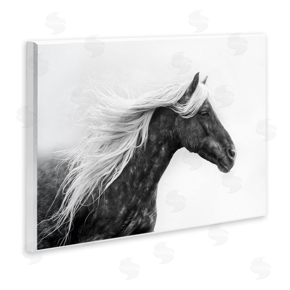 PH Burchett Horse with White Mane Wall Plaque Art Print