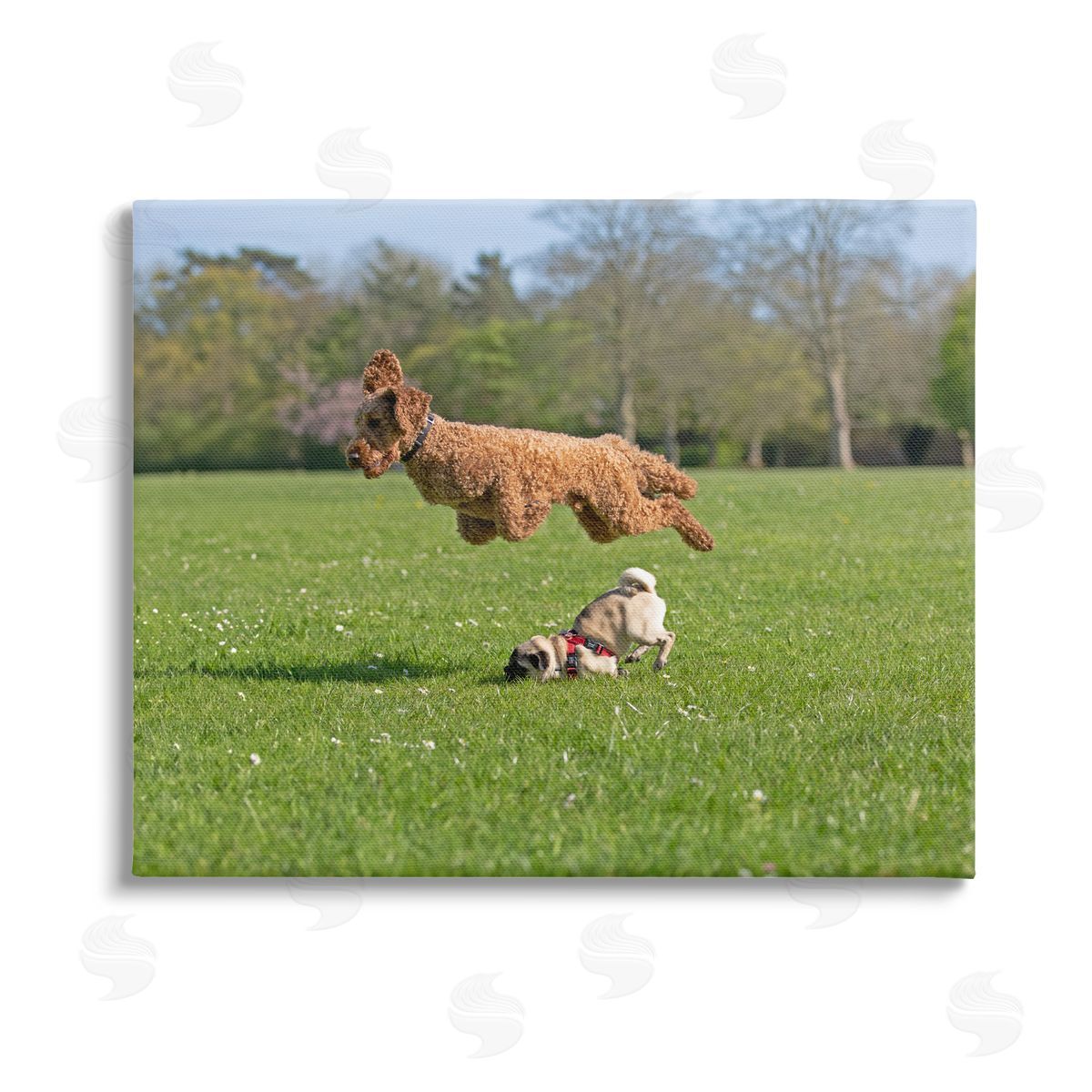 Gill Woodcock Jumping Dogs in Field Stretched Canvas Wall Art Print