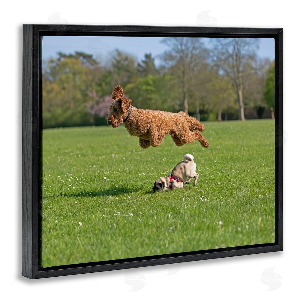 Gill Woodcock Jumping Dogs in Field Black Floating Frame Canvas Wall Art Print