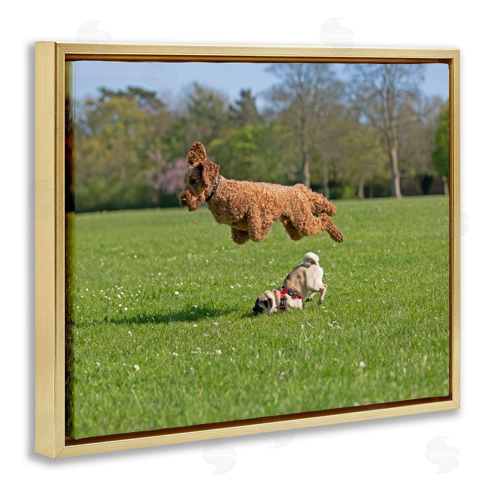 Gill Woodcock Jumping Dogs in Field Gold Floating Frame Canvas Wall Art Print